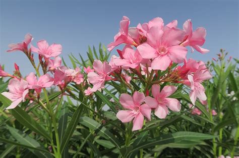 300 Free Oleander And Nature Images Pixabay