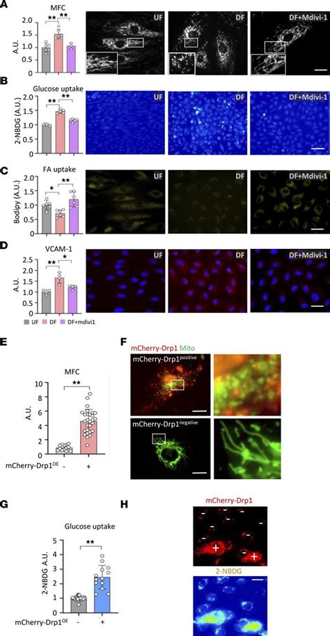 Jci Insight Flow Patterndependent Mitochondrial Dynamics Regulates