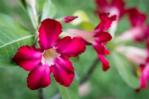 Dicas Rápidas Para Cultivar Rosas Do Deserto Tudo Que Você Precisa Saber