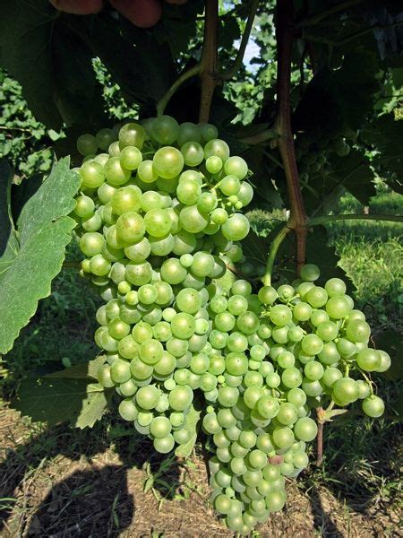 Glera grape which will turn into Prosecco | Edible garden, Grapes, Prosecco