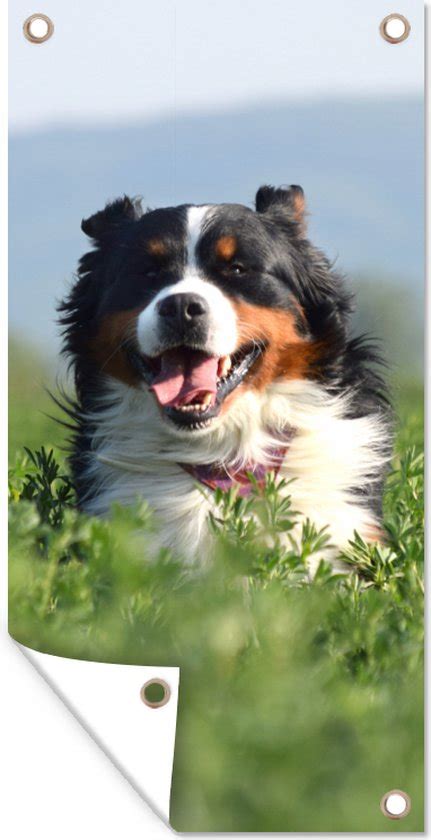 Schuttingposter Een Berner Sennenhond Tussen Het Hoge Gras 100x200 Cm