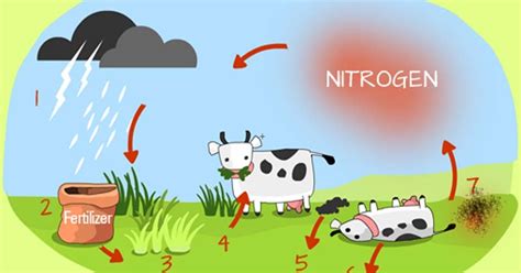 Siklus Daur Nitrogen Tahapan Proses Dan Contoh Ilustrasinya