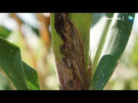 Penyakit Busuk Pelepah Pada Tanaman Jagung YouTube