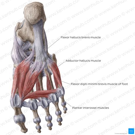 Plantar Foot Anatomy