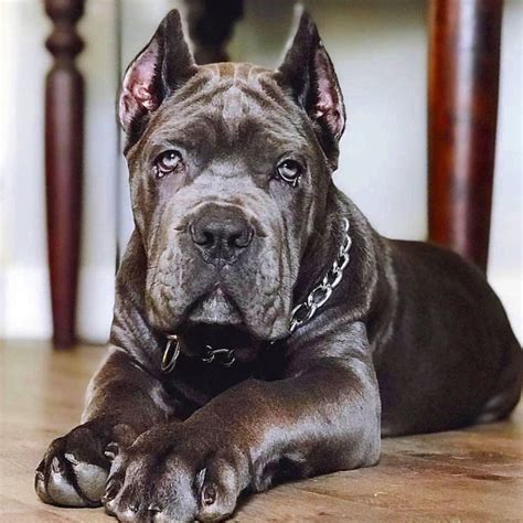 Cane Corso 🌏 On Instagram “😍🐾 ⬇ Follow Worldofcanecorso