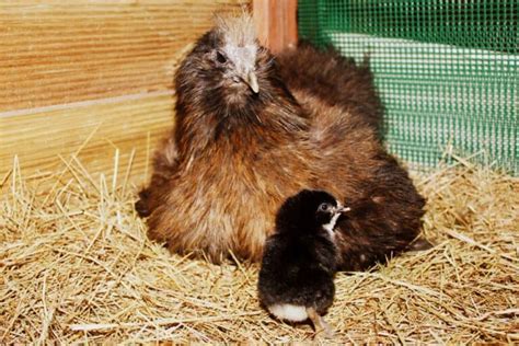 Silkie Chicken Eggs: A Definitive Guide With FAQs