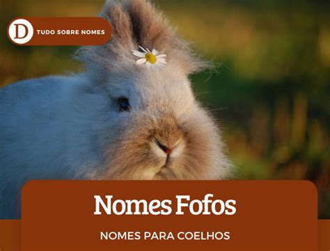 Nomes Fofos Para Coelhos - Nomes para coelhos de estimação: 103 opções para fêmeas e machos ...
