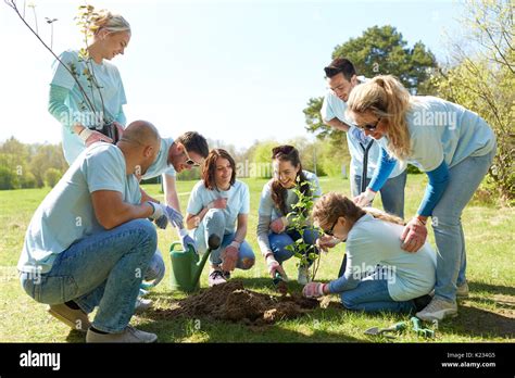 Group Of Volunteers Planting Tree In Park Stock Photo Alamy