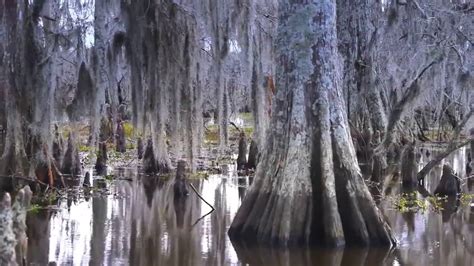 6 Hours Swamp Sound At Night Frogs Crickets Light Rain Forest