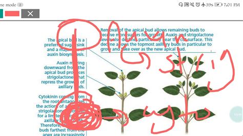 🌱 Plant Hormones Part 3 Youtube