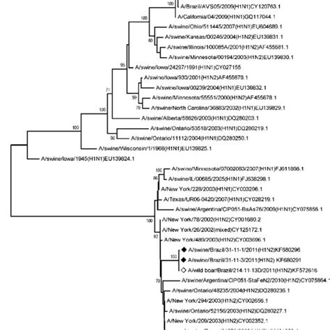 Phylogenetic Tree For The HA Gene Segment Based On Nucleotide