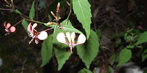 Fleur Moustique Lopezia Cordata Ou Fleur Girafe Plantation Entretien