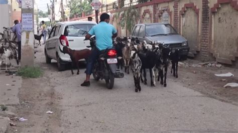 Mengenal Perbedaan Kambing Dan Domba Untuk Hewan Kurban News On Rcti