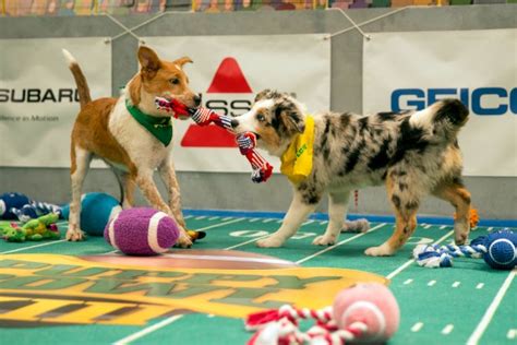 'Puppy Bowl XIII' Laps Up 2.5 Million Viewers for Animal Planet