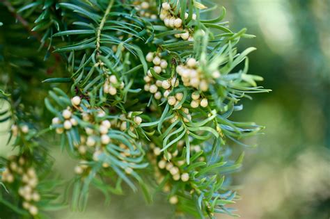 green yew tree yew images pixabay