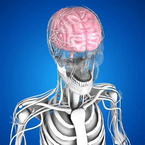 Human Brain Anatomy Stock Photo By ©sciencepics 75128505