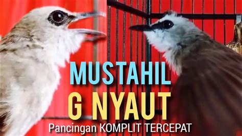 6 PANCINGAN KOMPLIT TERCEPAT MUSTAHIL JENIS TRUCUK G NYAUT G NGROPEL