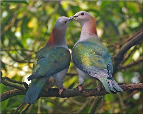 Green Imperial Pigeon The Green Imperial Pigeon Ducula Ae Flickr