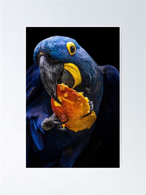 Blue Hyacinth Macaw Poster For Sale By Davamandine Redbubble