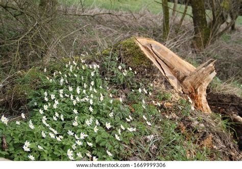 Marsh Northern Grassofparnassus White Flower Stock Photo