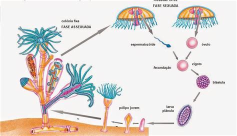 Nasil Biologia Cnidários