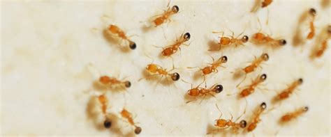 Pharaoh Ants | A Guide To Pharaoh Ants Found In Washington State