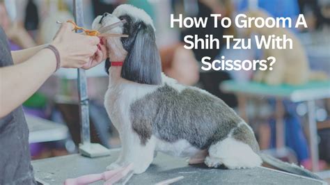 How To Groom A Shih Tzu With Scissors Home Of Pets