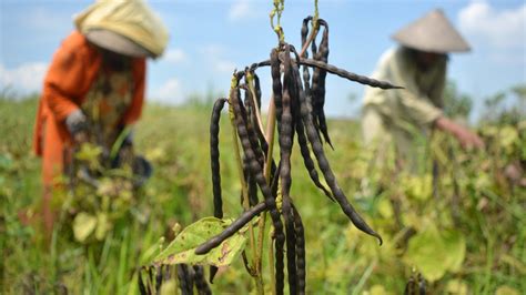 Cuaca Tak Menentu Petani Pilih Tanam Kacang Hijau