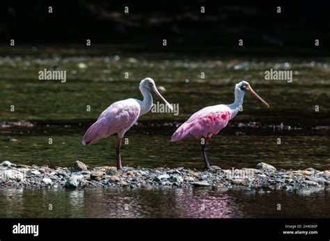 A Pair Of Roseate Spoonbills Platalea Ajaja Walking On Stones In A