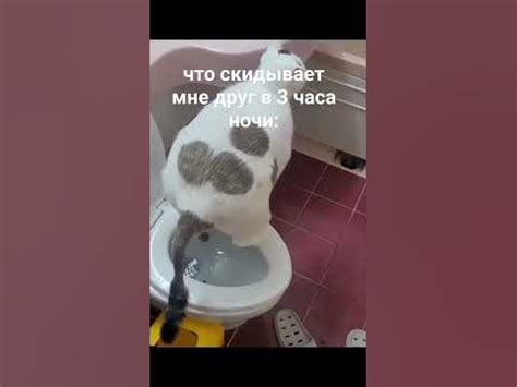 кот срет - YouTube