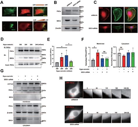 PKCα is recruited by SDC4 at the cell front A TNBC cells transfected