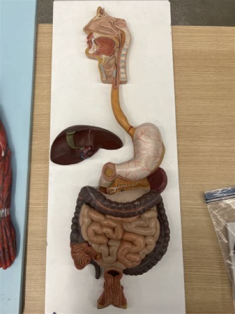 Practical 4 Digestive Model Interactive Diagram Quizlet