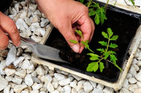 Anzucht Von Tomaten So Gelingt Sie