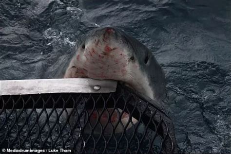 Photographer Captures Moment When Giant Great White Shark Lunges At Him