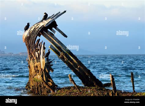 Cormorant Birds Sitting On A Wooden Ship Wreck In A Fjord With