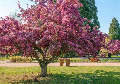 23 Small Flowering Trees to Grow in Your Yard