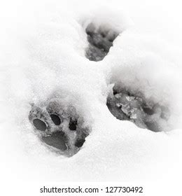 Leopard Paw Print Images, Stock Photos & Vectors | Shutterstock