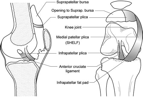 Synovial Plicae Around The Knee The Knee