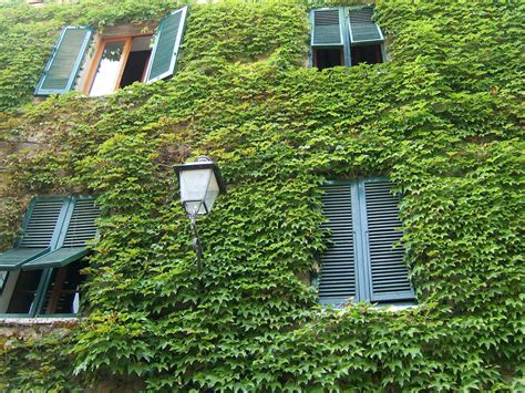 Bildet Tre Natur Lett Anlegg Plen Hus Blad Blomst Vindu Tak