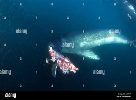 leopard seal underwater  res stock photography  images alamy