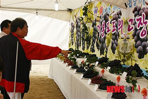 천안 입장 거봉포도 축제 열려 네이트 뉴스