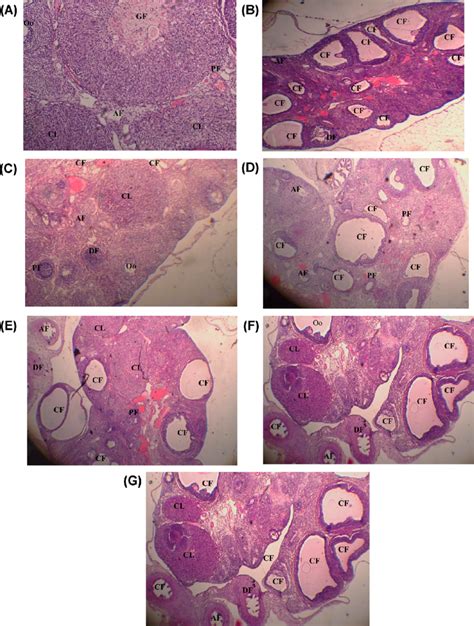 Microscopic Examination Of A Cross Section Of The Ovary Of A Rat