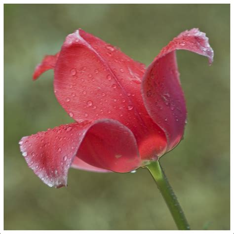 Rain On Tulip Stillwater Oklahoma April 7 2008 View On B George Thomas Flickr