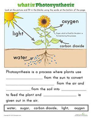 Ever Wonder How The Sun Helps Plants Grow Here Is An Easy Way To