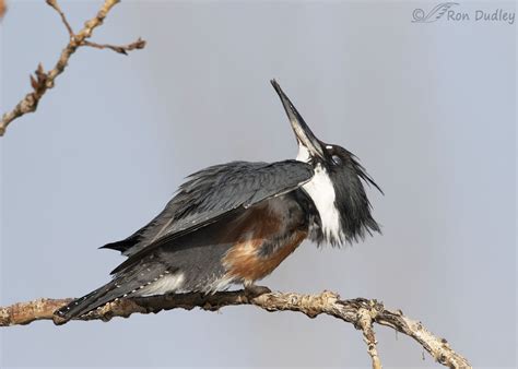 Kingfisher Bird Female