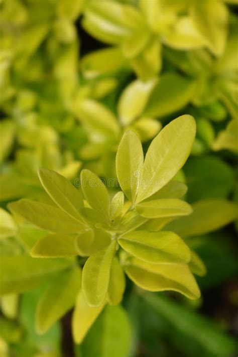 Mexican Orange Brica Stock Image Image Of Plant Blossom 161438163