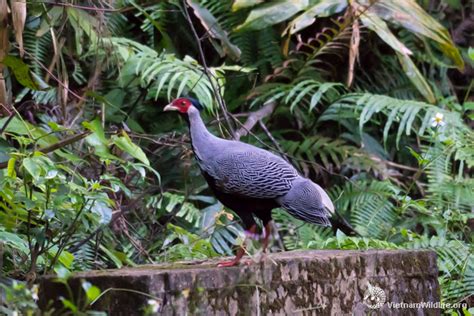 VQG Bạch Mã (Bach Ma National Park) – 08/2017 | Vietnam Wildlife