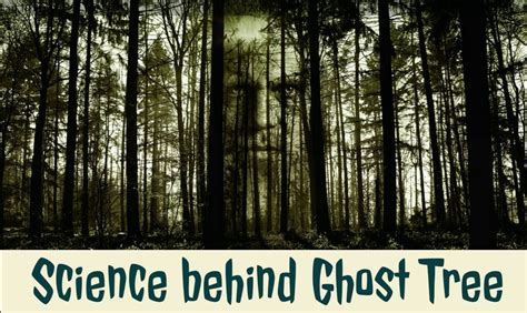 SCIENCE BEHIND GHOST IN THE TREE