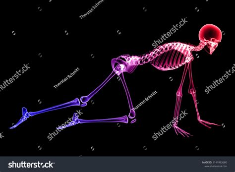 X Ray Human Body 3d Render Stock Illustration 1141863680 Shutterstock