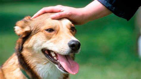 Aprende A Saludar A Un Perro De Forma Correcta